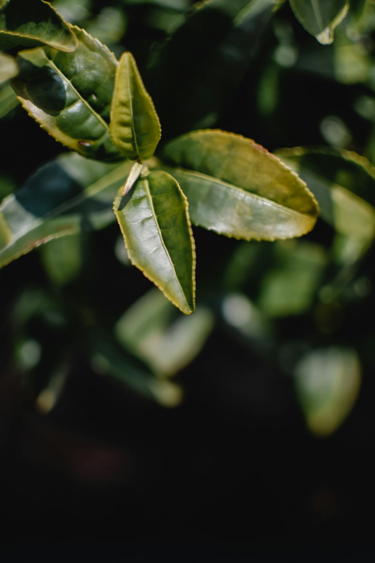 The Dangers of Tea Tree Oil